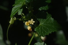 Zehneria scabra