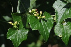Zehneria scabra