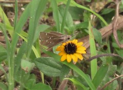 Lerodea eufala eufala