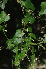 Zehneria scabra