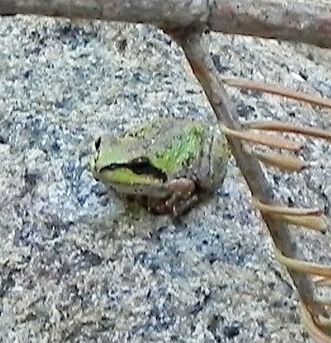 iNaturalist observation photo of Pacific chorus frog