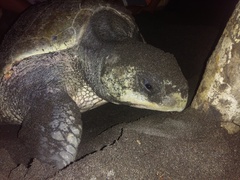 Lepidochelys olivacea