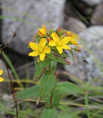 Hypericum erectum