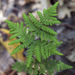 Maxon's Goldback Fern - Photo (c) Hollis Bewley, some rights reserved (CC BY-NC), uploaded by Hollis Bewley