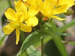 Hypericum erectum