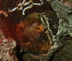 Artedius harringtoni