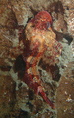 Hemilepidotus hemilepidotus