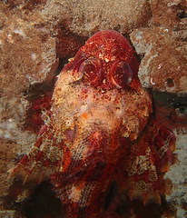 Hemilepidotus hemilepidotus