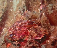 Hemilepidotus hemilepidotus