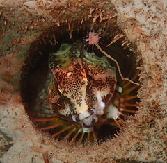 Rhamphocottus richardsonii