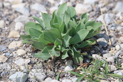 Silene vulgaris