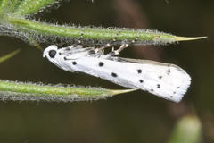 Myelois circumvoluta