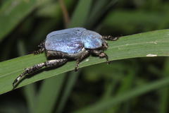 Hoplia coerulea