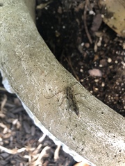 Graphisurus fasciatus