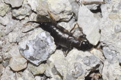 Chelidura arverna