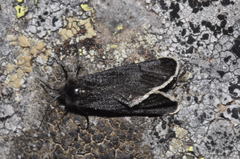 Typhonia ciliaris