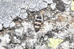 Planaphrodes bifasciatus