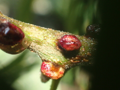 Disholcaspis mellifica