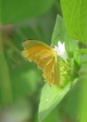 Pyrisitia dina westwoodi