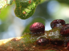 Disholcaspis mellifica