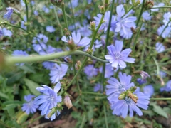 Cichorium intybus
