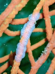 Simnia spelta