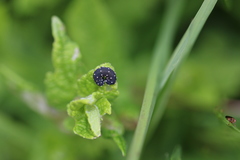 Athalia scutellariae