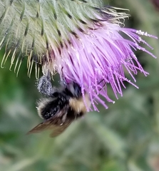 Bombus vosnesenskii