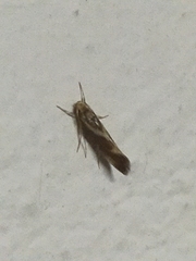 Metalampra