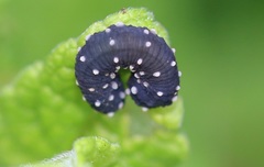 Athalia scutellariae