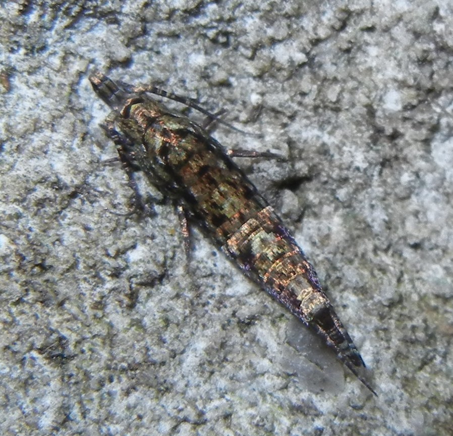 Southern Bristletail
