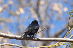 Dicrurus adsimilis fugax
