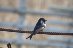 Dicrurus adsimilis fugax