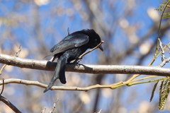 Dicrurus adsimilis fugax