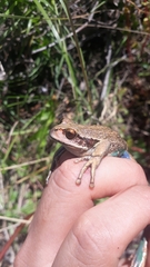 Gastrotheca pseustes