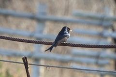 Dicrurus adsimilis fugax