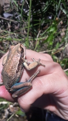 Gastrotheca pseustes