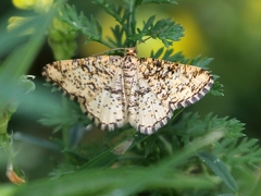 Heliomata glarearia