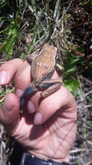 Gastrotheca pseustes