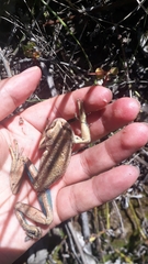 Gastrotheca pseustes