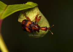 Strigapoderus tranquebaricus