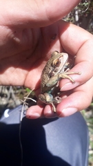 Gastrotheca pseustes