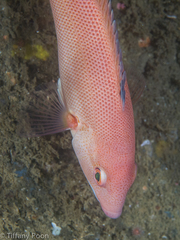Bodianus pulcher