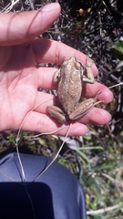 Gastrotheca pseustes