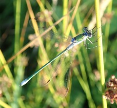 Lestes sponsa