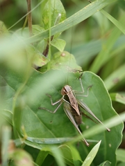 Sepiana sepium