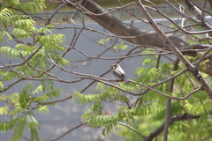 Pyrocephalus rubinus