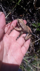 Gastrotheca pseustes