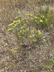 Eriogonum brevicaule