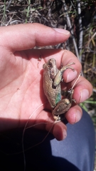 Gastrotheca pseustes